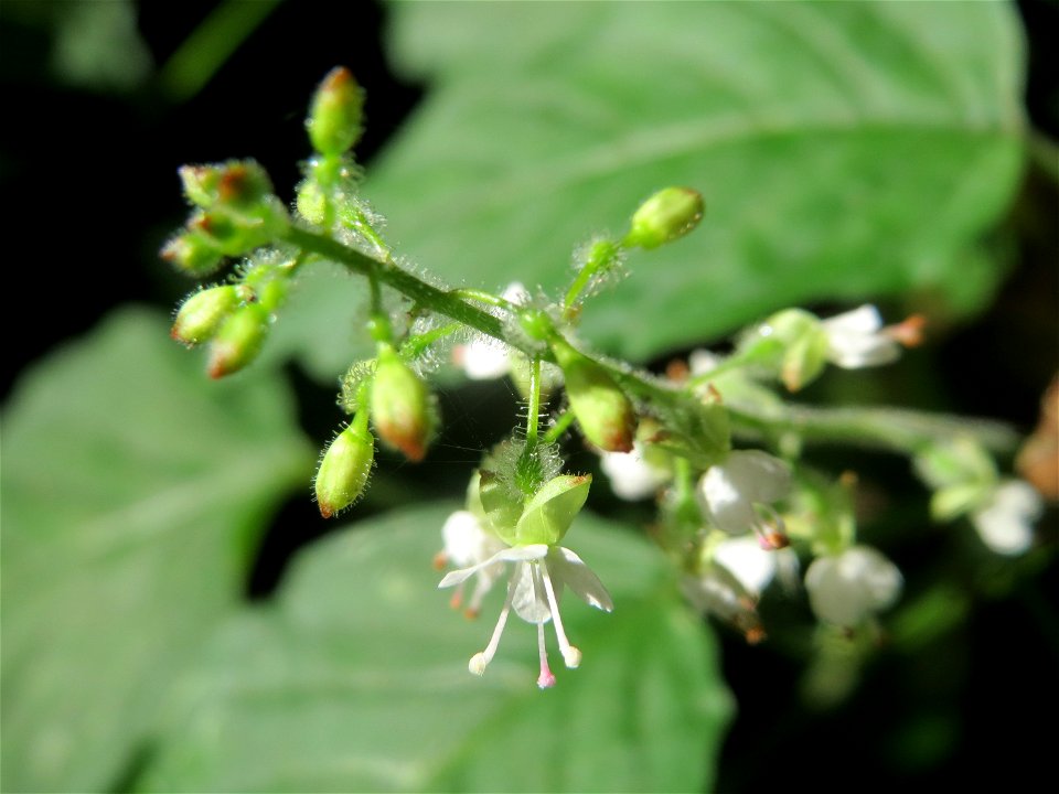 Großes Hexenkraut (Circaea lutetiana) beim Wildpark Saarbrücken (St. Johanner Stadtwald)
