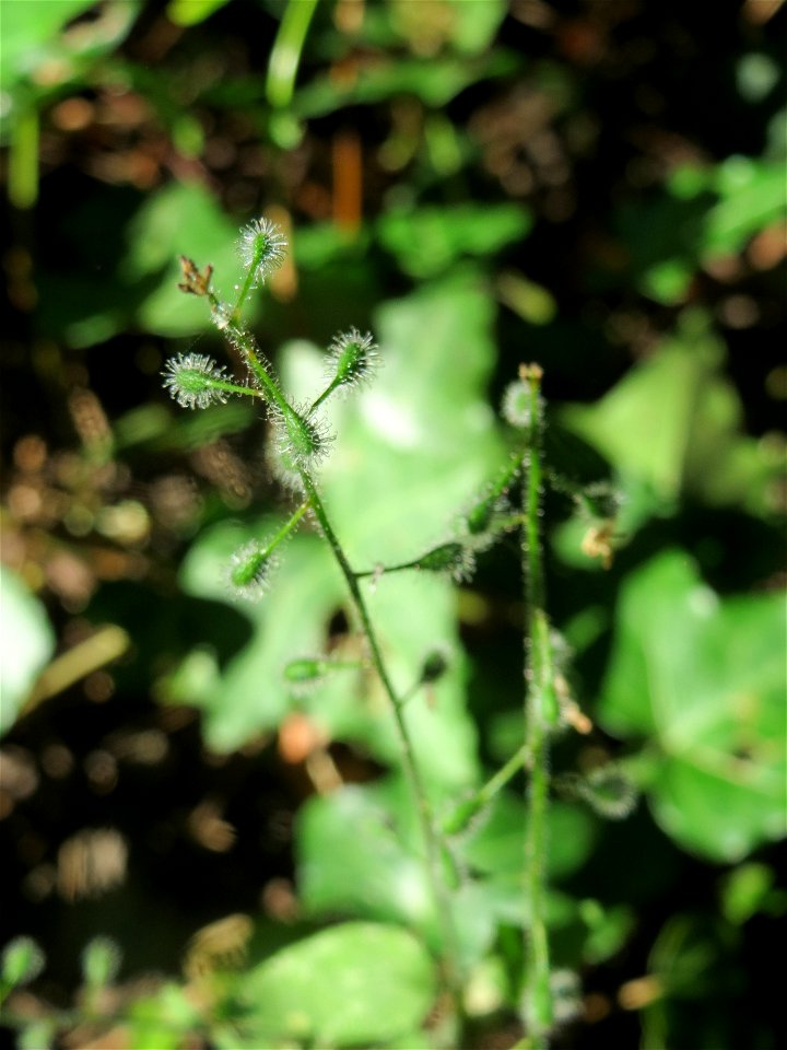 Großes Hexenkraut (Circaea lutetiana) in Alt-Saarbrücken