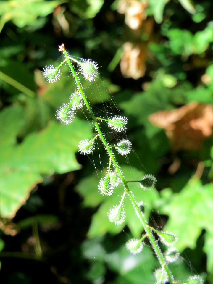 Großes Hexenkraut (Circaea lutetiana) in Alt-Saarbrücken
