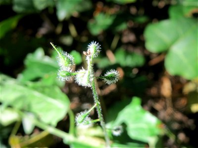 Großes Hexenkraut (Circaea lutetiana) in Alt-Saarbrücken