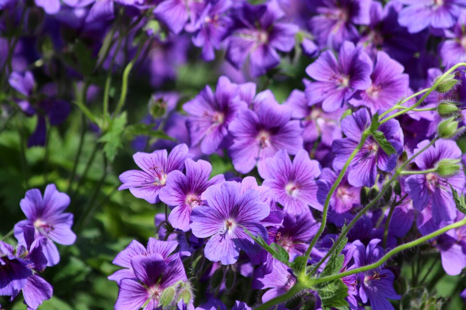 Purple summer flowers summer