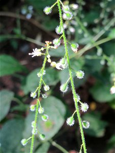 Großes Hexenkraut (Circaea lutetiana) in Sankt Arnual