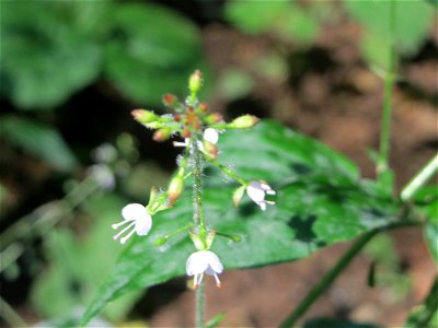 Großes Hexenkraut (Circaea lutetiana) in Sankt Arnual