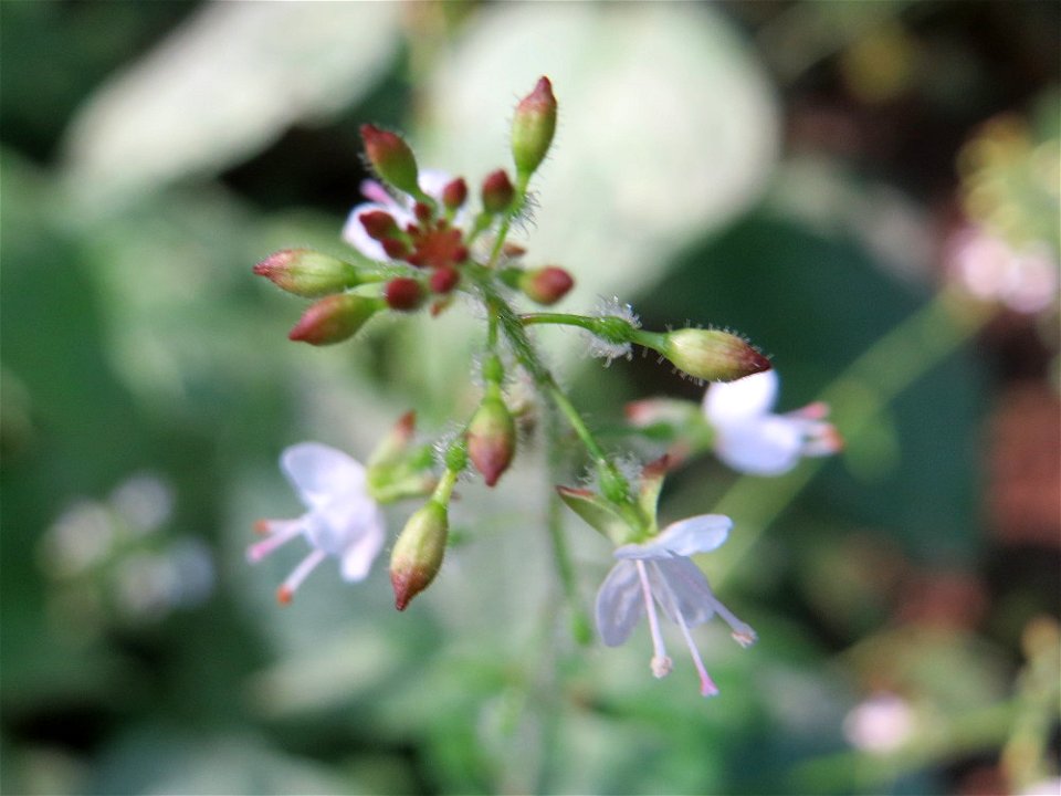 Großes Hexenkraut (Circaea lutetiana) in Sankt Arnual