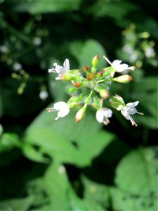 Großes Hexenkraut (Circaea lutetiana) in Sankt Arnual