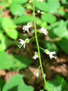 Großes Hexenkraut (Circaea lutetiana) im Naturschutzgebiet „Steinbachtal / Netzbachtal“