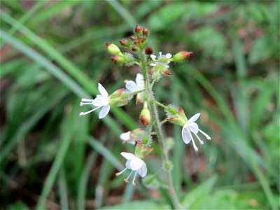 Großes Hexenkraut (Circaea lutetiana) nahe der Weißen Hohle bei Nußloch