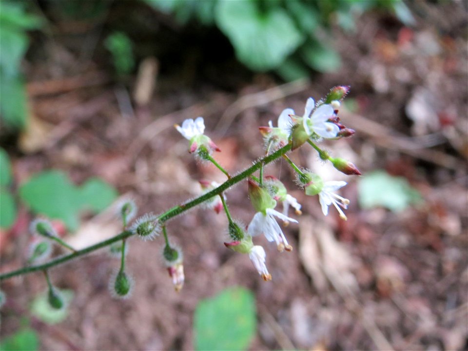 Großes Hexenkraut (Circaea lutetiana) am Winterberg in Sankt Arnual