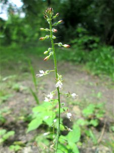 Großes Hexenkraut (Circaea lutetiana) im Naturschutzgebiet „Ketscher Rheininsel“
