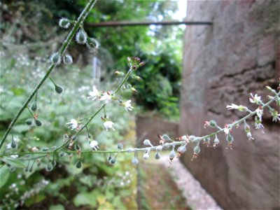 Großes Hexenkraut (Circaea lutetiana) bei der Ev. Kirche in Fechingen