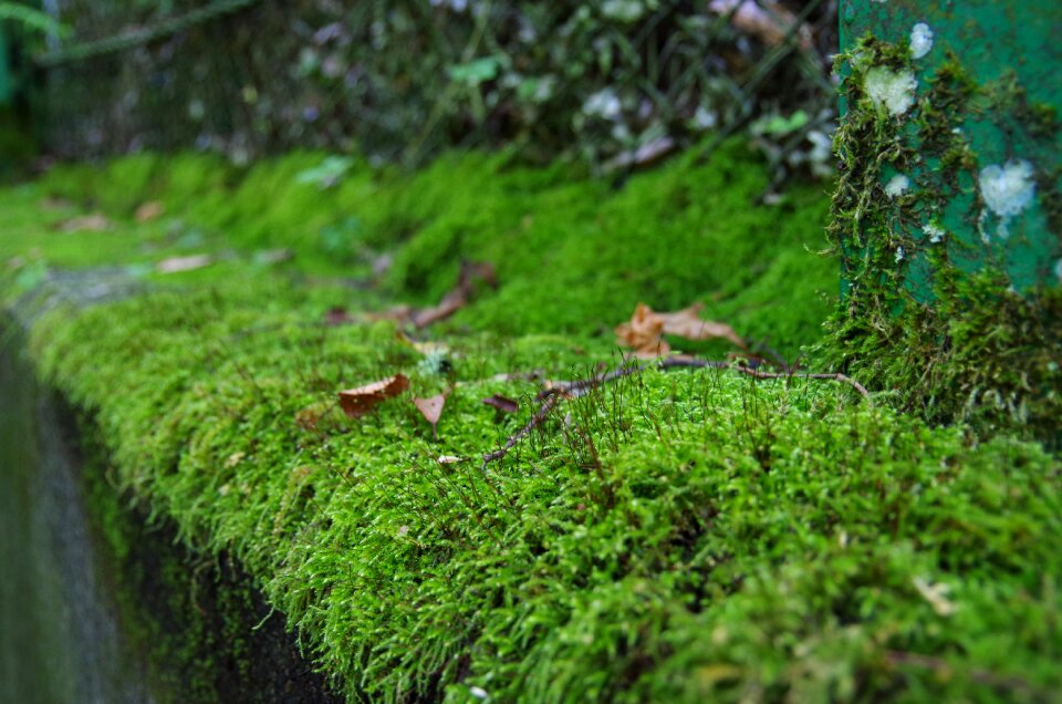 Natural moss forest