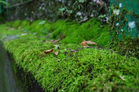 Natural moss forest