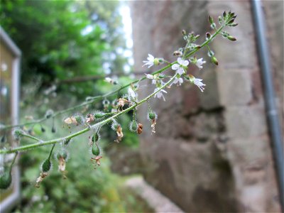 Großes Hexenkraut (Circaea lutetiana) bei der Ev. Kirche in Fechingen
