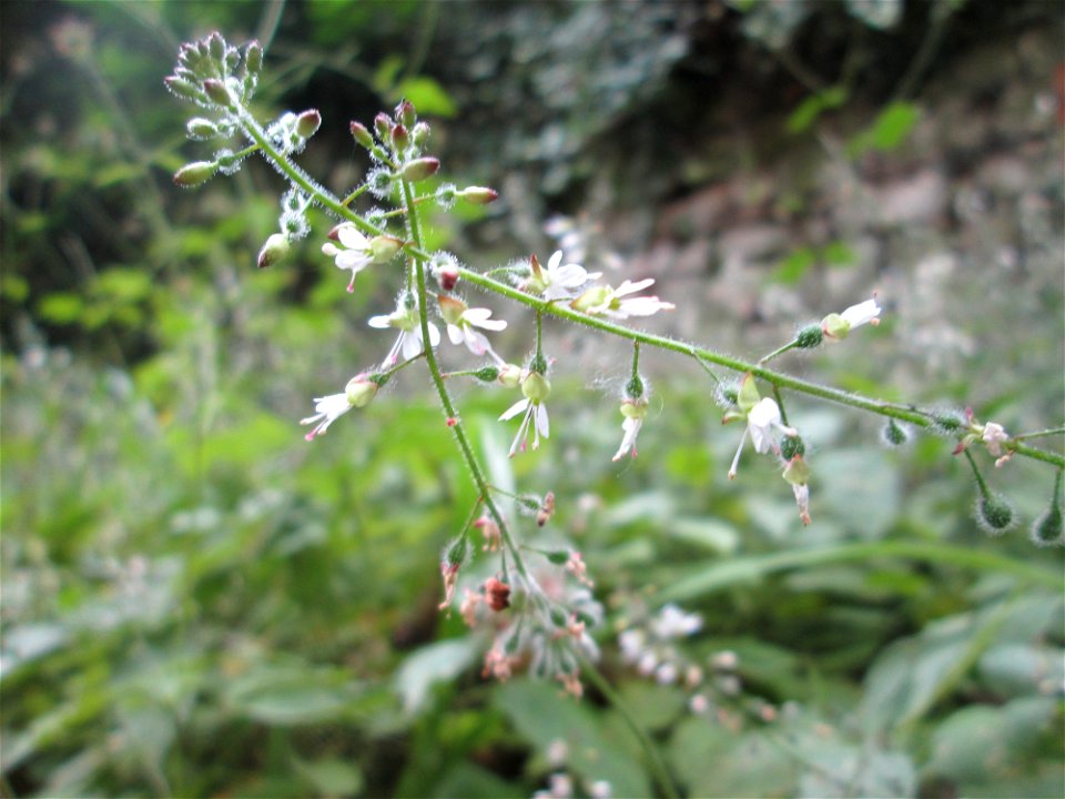 Großes Hexenkraut (Circaea lutetiana) bei der Ev. Kirche in Fechingen