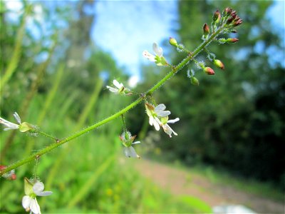 Großes Hexenkraut (Circaea lutetiana) am Rotenbühl in Saarbrücken