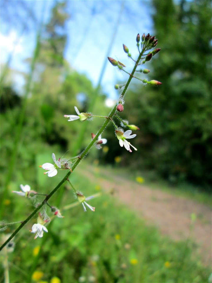 Großes Hexenkraut (Circaea lutetiana) am Rotenbühl in Saarbrücken