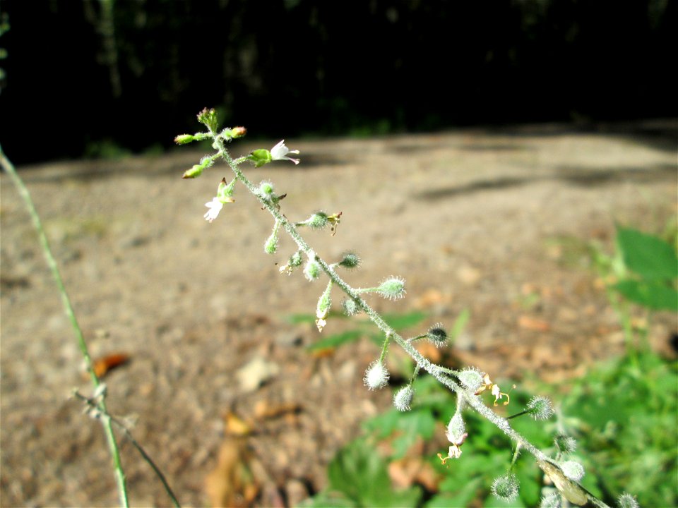 Großes Hexenkraut (Circaea lutetiana) im Hochwald bei Bischmisheim