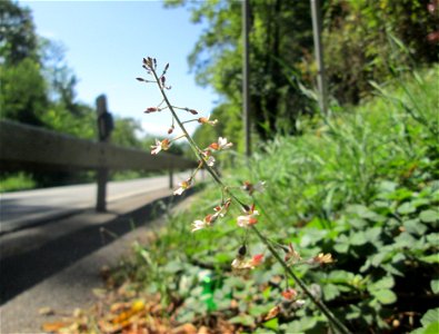 Großes Hexenkraut (Circaea lutetiana) im Wald bei Bischmisheim