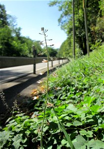 Großes Hexenkraut (Circaea lutetiana) im Wald bei Bischmisheim