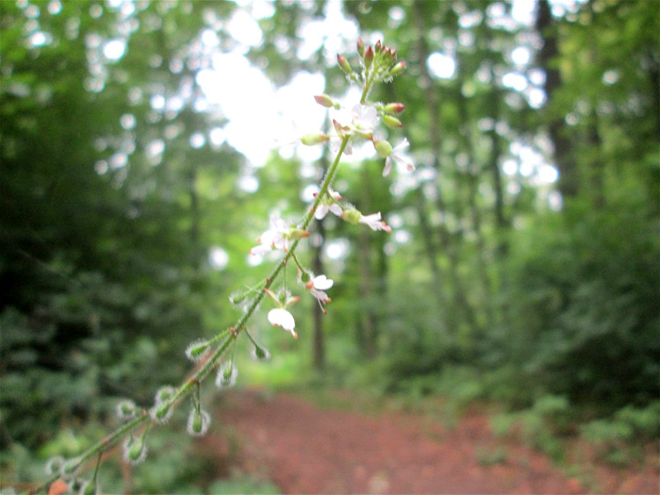 Großes Hexenkraut (Circaea lutetiana) im Landschaftschutzgebiet „Halberg“ in Saarbrücken