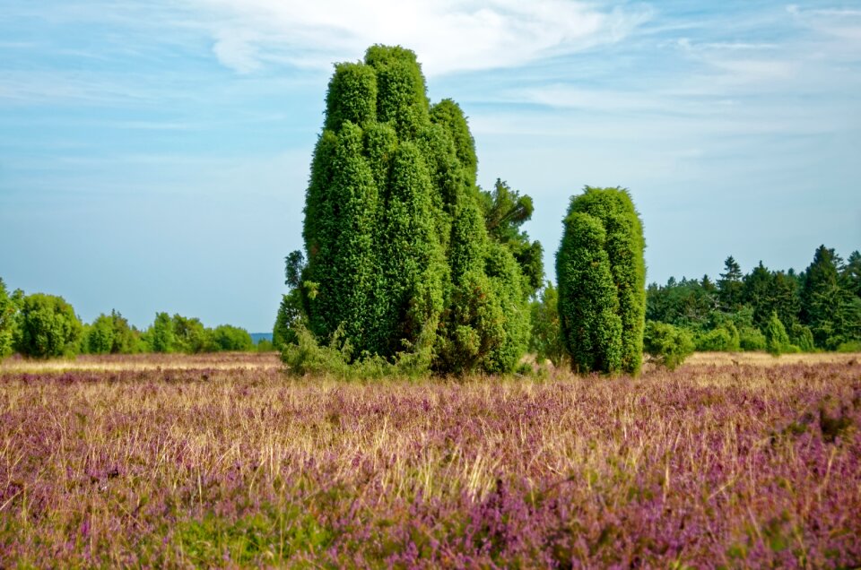 Heather nature reserve plant