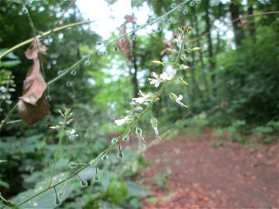 Großes Hexenkraut (Circaea lutetiana) im Landschaftschutzgebiet „Halberg“ in Saarbrücken