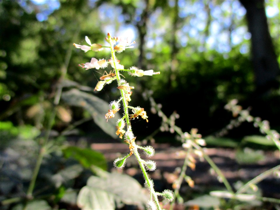 Großes Hexenkraut (Circaea lutetiana) bei Fechingen