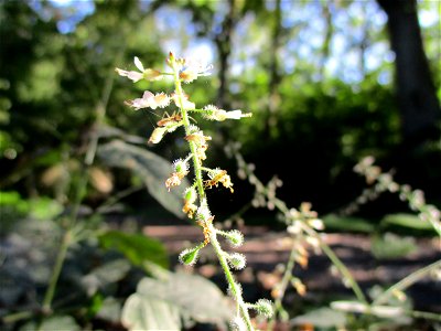 Großes Hexenkraut (Circaea lutetiana) bei Fechingen