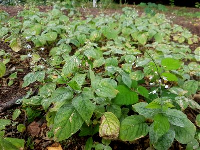 enchanters nightshade with faerie-shaped flowers growing in a clump on wood clippings beside a path under trees