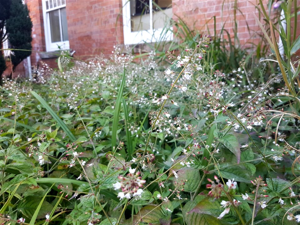 Enchanter's nightshade plants in Cardiff growing tall and close to each other showing flower and fruit