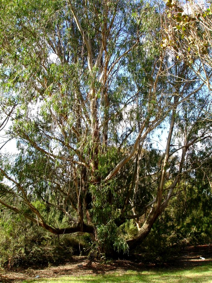 Photographed at en:Maranoa Gardens, en:Melbourne, Victoria, en:Australia HelloMojo 08:10, 6 April 2007 (UTC)