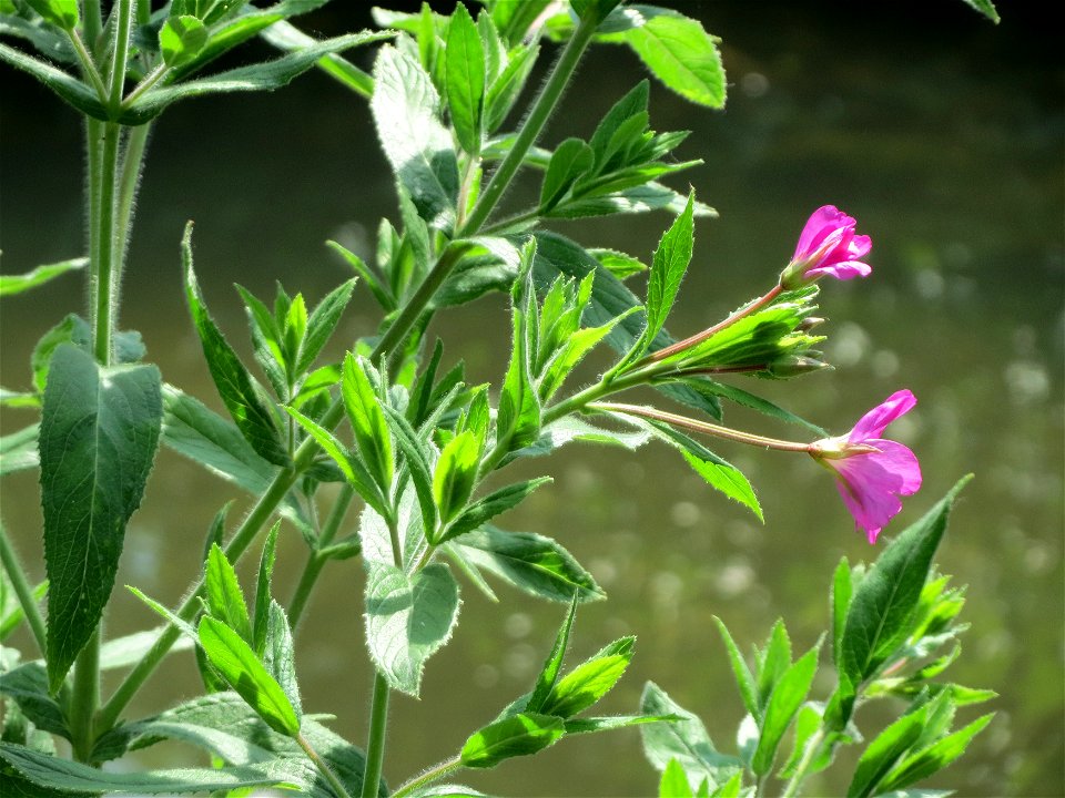 Zottiges Weidenröschen (Epilobium hirsutum) am Kraichbach in Hockenheim