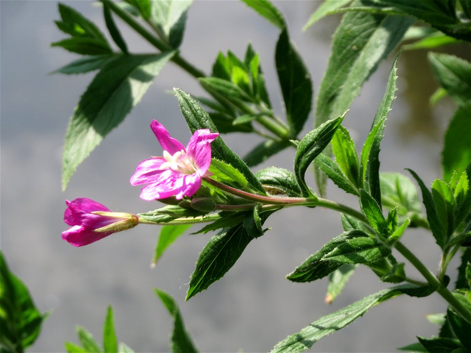 Zottiges Weidenröschen (Epilobium hirsutum) am Kraichbach in Hockenheim