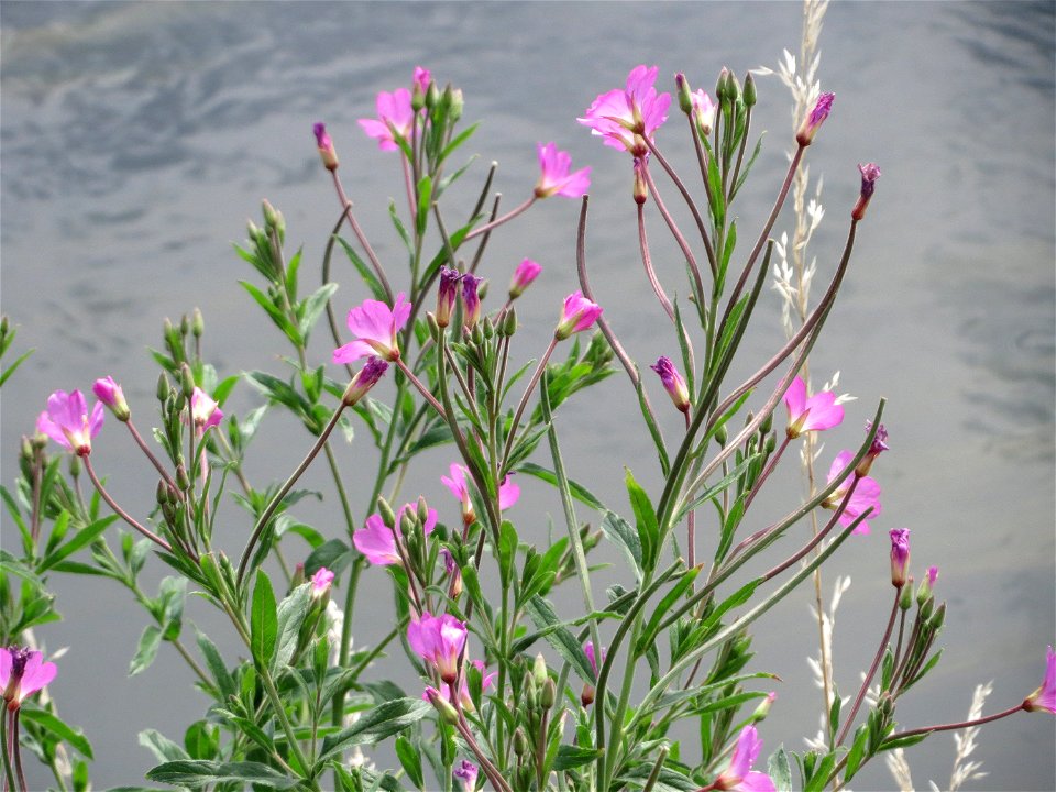 Zottiges Weidenröschen (Epilobium hirsutum) am Kraichbach bei Hockenheim
