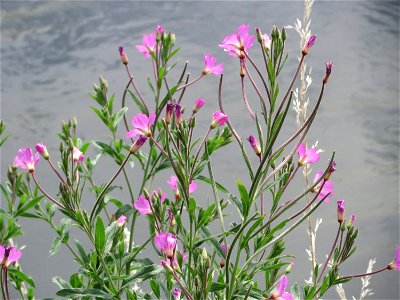 Zottiges Weidenröschen (Epilobium hirsutum) am Kraichbach bei Hockenheim