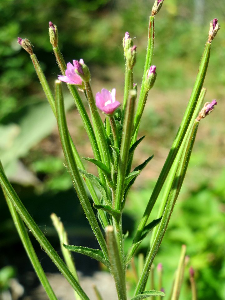 Zottiges Weidenröschen (Epilobium hirsutum) in Hockenheim