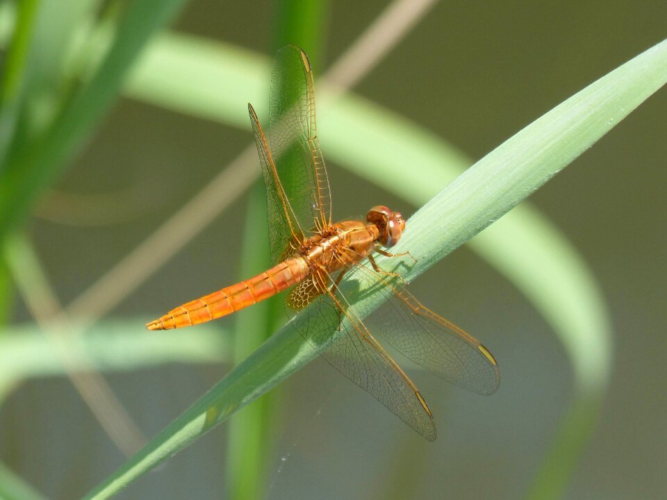 Wetland pond sympetrum flaveolum
