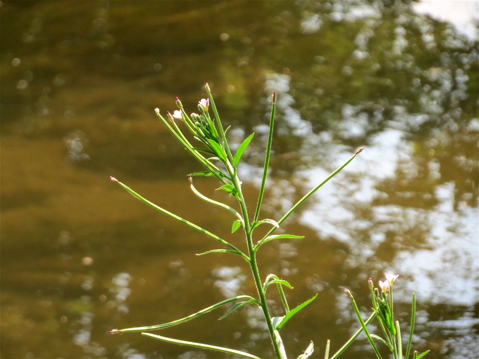 Zottiges Weidenröschen (Epilobium hirsutum) am Kraichbach in Hockenheim