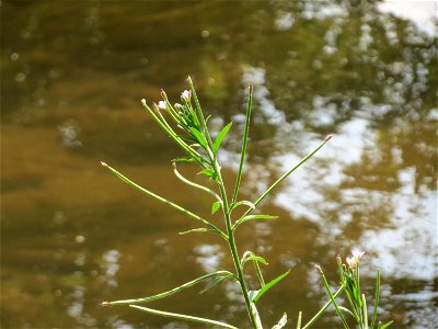 Zottiges Weidenröschen (Epilobium hirsutum) am Kraichbach in Hockenheim