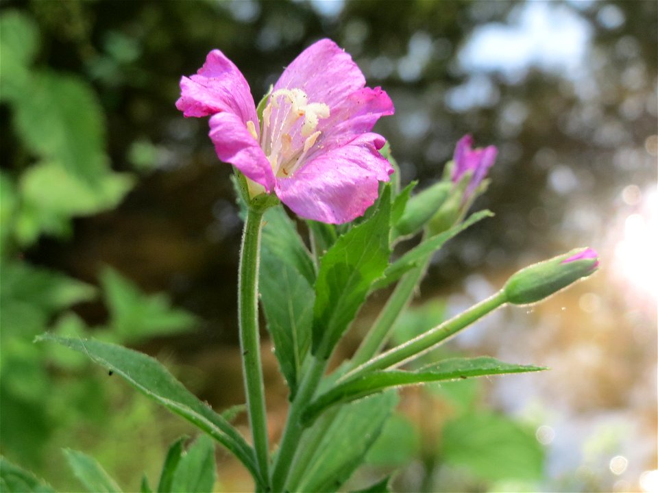 Zottiges Weidenröschen (Epilobium hirsutum) am Kraichbach in Hockenheim