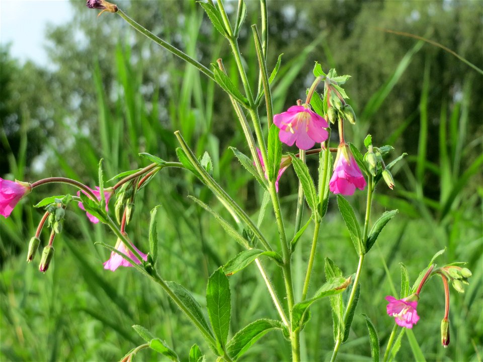 Zottiges Weidenröschen (Epilobium hirsutum) im Landesgartenschaupark Hockenheim