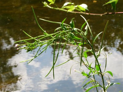 Zottiges Weidenröschen (Epilobium hirsutum) am Kraichbach in Hockenheim