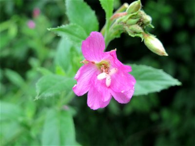 Zottiges Weidenröschen (Epilobium hirsutum) im Hockenheimer Rheinbogen