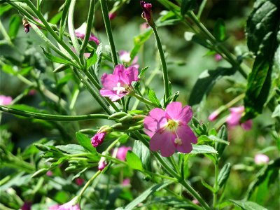 Zottiges Weidenröschen (Epilobium hirsutum) am Käsbach an der Elisabethenstraße bei Wiesbaden-Nordenstadt