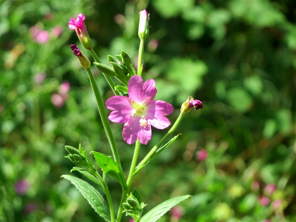 Zottiges Weidenröschen (Epilobium hirsutum) bei Wiesbaden-Nordenstadt