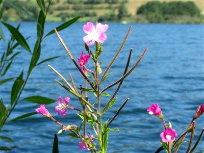 Zottiges Weidenröschen (Epilobium hirsutum) am Schalkenmehrener Maar