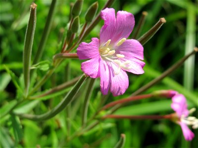 Zottiges Weidenröschen (Epilobium hirsutum) am Schalkenmehrener Maar