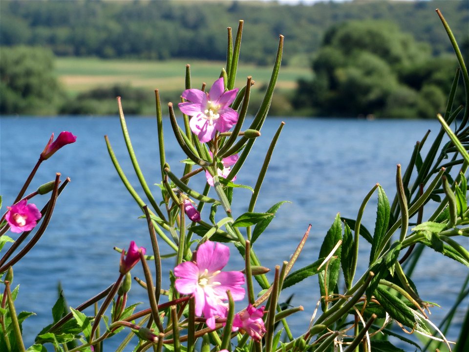 Zottiges Weidenröschen (Epilobium hirsutum) am Schalkenmehrener Maar
