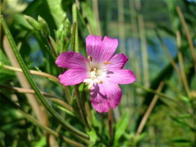 Zottiges Weidenröschen (Epilobium hirsutum) am Schalkenmehrener Maar