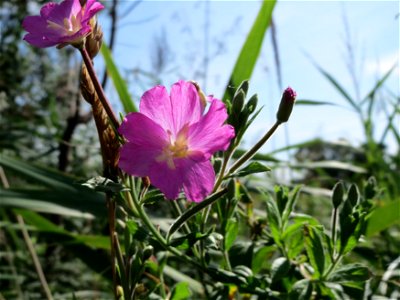 Zottiges Weidenröschen (Epilobium hirsutum) im Naturschutzgebiet Bachwiesen/Leopoldswiesen im Hockenheimer Rheinbogen
